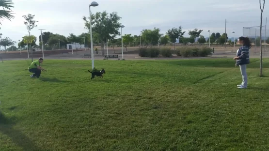 Sesión de adiestramiento canino en Madrid con una perra y su tutora en una zona verde
