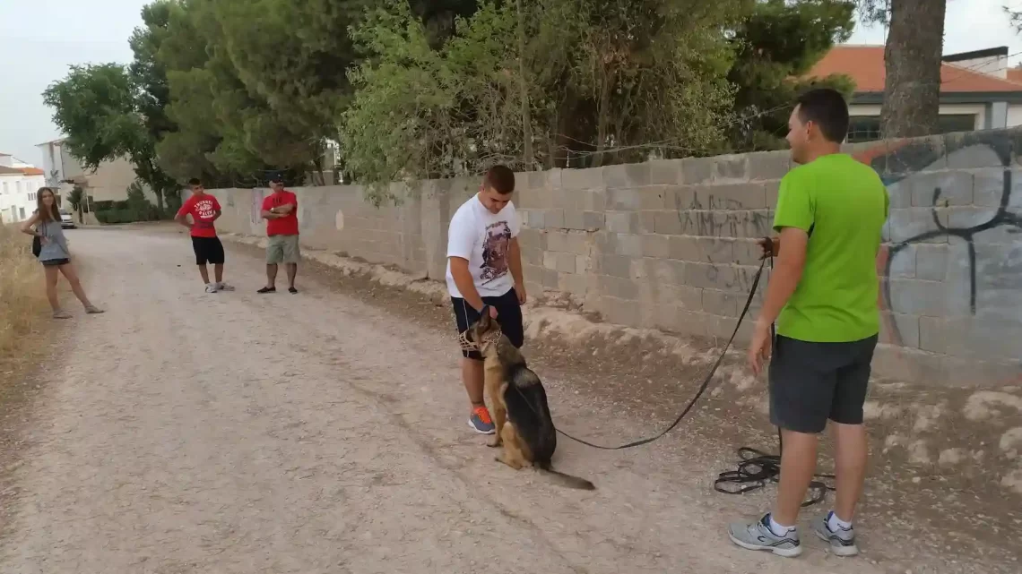 Sesión de trabajo con un pastor alemán y su familia durante un caso real de educación canina