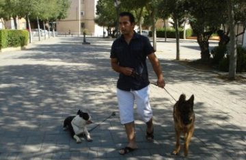 Sesión de adiestramiento canino en Madrid con un tutor trabajando el paseo con dos perros
