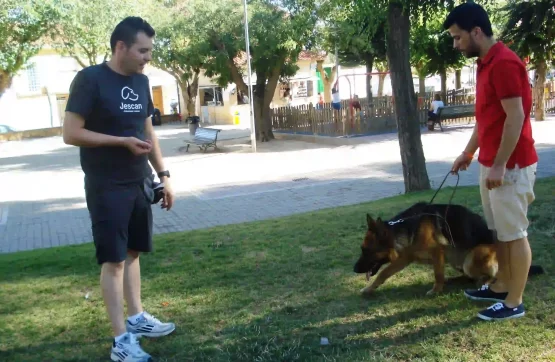 Sesión de adiestramiento canino en Madrid con un pastor alemán y su tutor en un parque